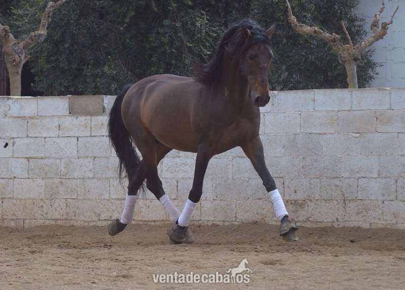 En venta caballo P.R.E. - Pura Raza Española