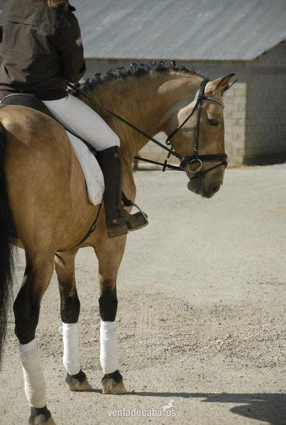 50 CABALLOS PRE MONTADOS A LA VENTA  in 