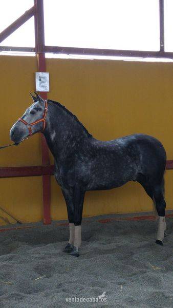 Caballos Pura Raza Española (P.R.E.) Pura Raza Española - MAGNIFICO PRE 7 AÑOS (DOMA ALTA ESCUELA)