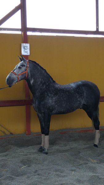 Caballos Pura Raza Española (P.R.E.) Pura Raza Española - MAGNIFICO PRE 7 AÑOS (DOMA ALTA ESCUELA)