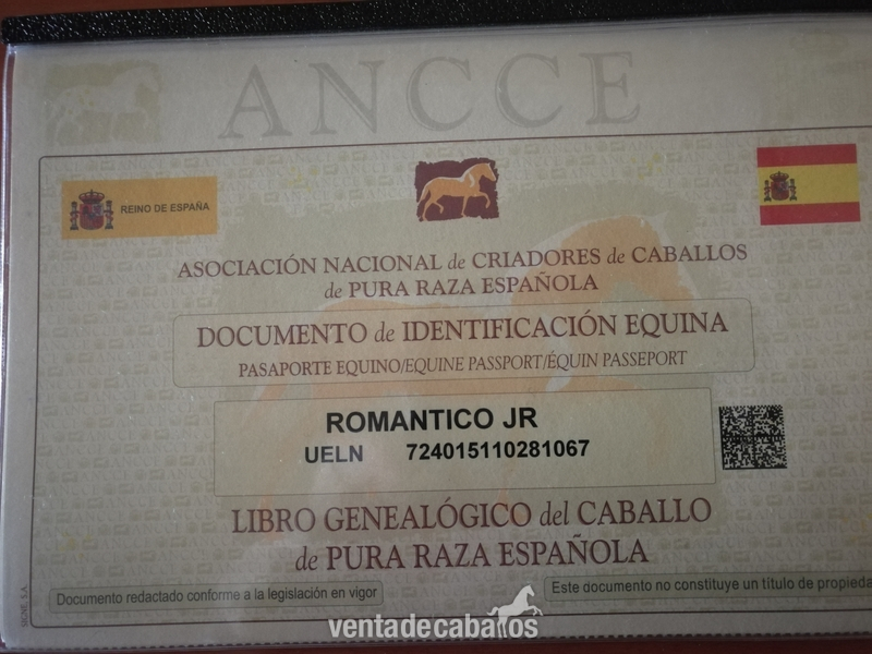MAGNIFICO PRE 7 AÑOS (DOMA ALTA ESCUELA) - Caballos Pura Raza Española (P.R.E.)