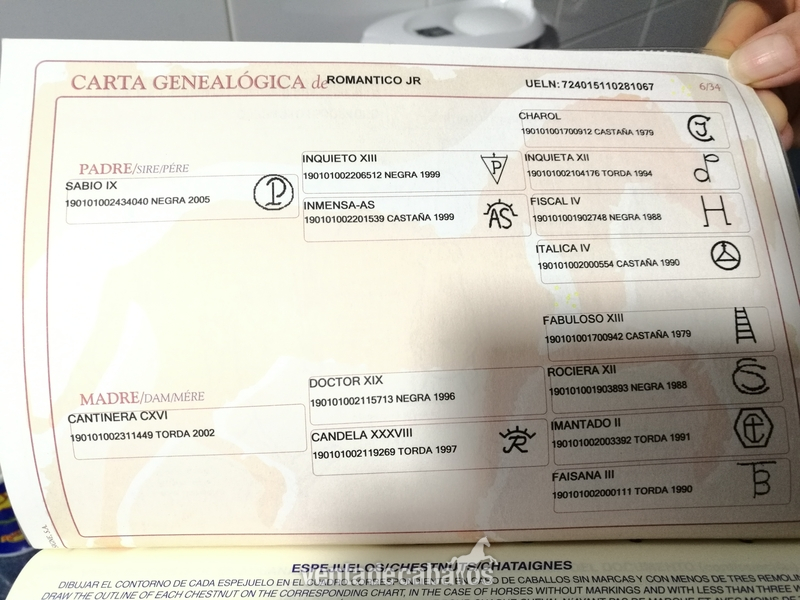  MAGNIFICO PRE 7 AÑOS (DOMA ALTA ESCUELA)