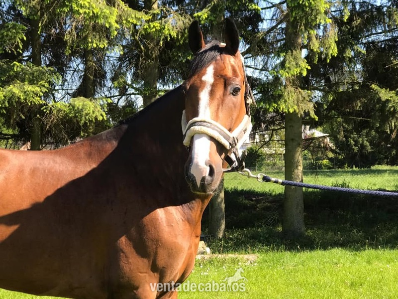 CHACCO BLUE X CARETINO . CABALLO CON FUTURO EN VENTA . GRAN OPORTUNIDAD  in 
