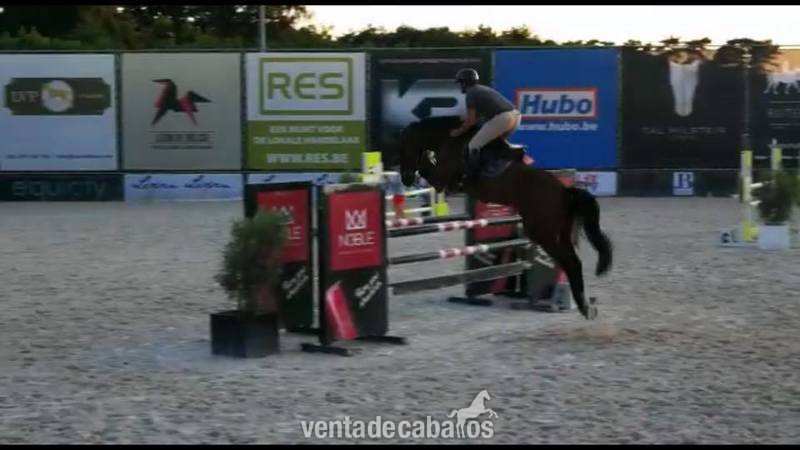 Caballos Capados DWB - CHACCO BLUE X CARETINO . CABALLO CON FUTURO EN VENTA . GRAN OPORTUNIDAD 
