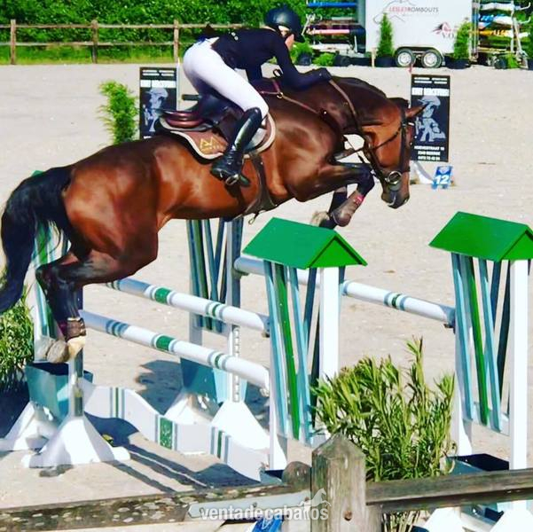 CHACCO BLUE X CARETINO . CABALLO CON FUTURO EN VENTA . GRAN OPORTUNIDAD  - Caballos Capados DWB