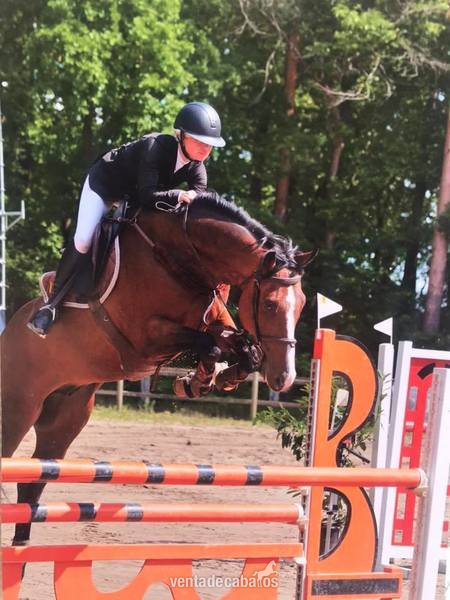 CHACCO BLUE X CARETINO . CABALLO CON FUTURO EN VENTA . GRAN OPORTUNIDAD  - DWB