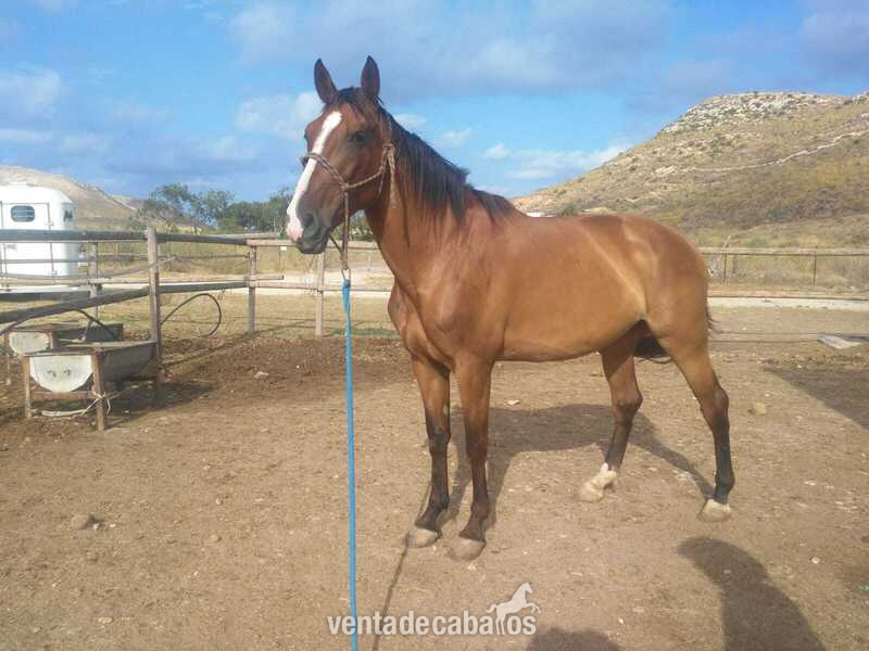 magnifica yegua gran talla y muy noble  - Yeguas cruzada kwpn 