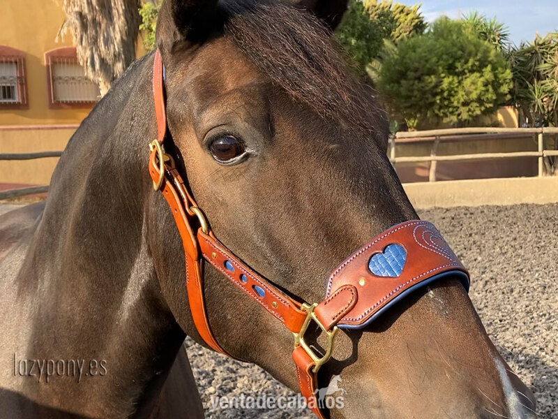 Anatomic leather halter Heart Lazypony - Artículos de hípica in 