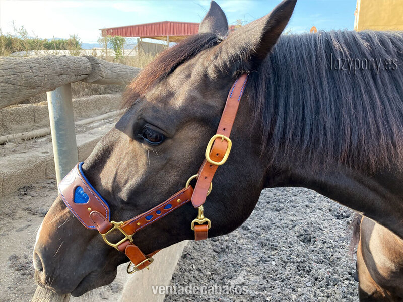 Anatomic leather halter Heart Lazypony - Artículos de hípica