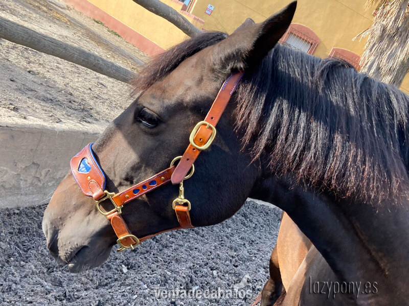 Artículos de hípica - Anatomic leather halter Heart Lazypony in 