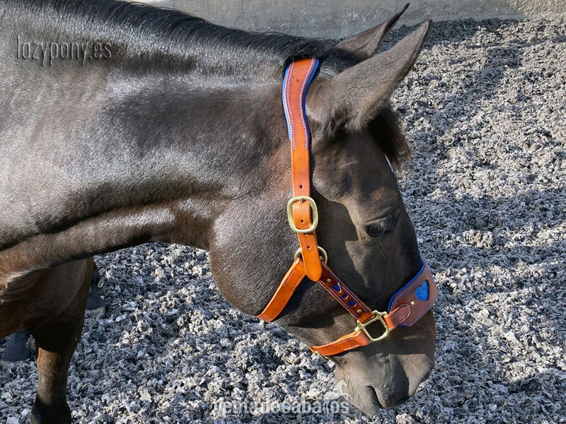 Artículos de hípica - Anatomic leather halter Heart Lazypony