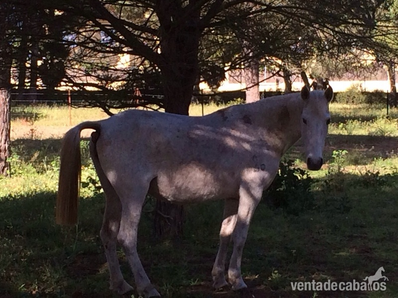 Caballos Pura Raza Española (P.R.E.) Pura Raza Española - Vendo/ Cambio 4 Yeguas PRE