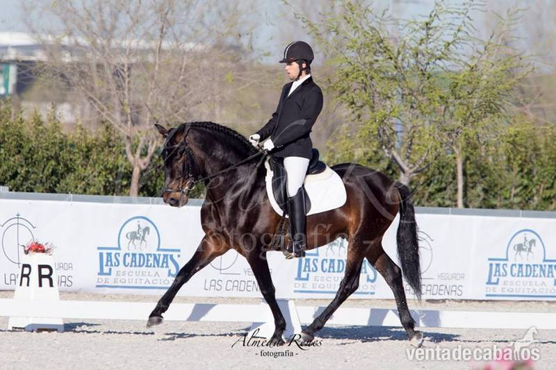 CABALLO PRE DOMADO ALTA ESCUELA Y DOMA CLASICA in 