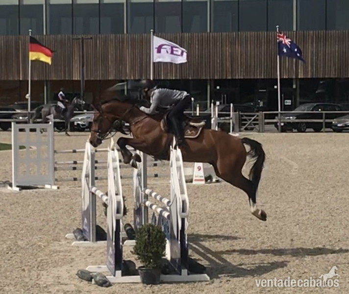 vendido Caballo de salto zangersheide profesor in 