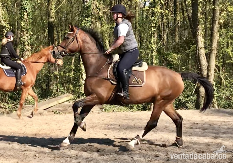 Caballos Capados Zanguersheide - vendido Caballo de salto zangersheide profesor