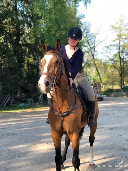 vendido Caballo de salto zangersheide profesor - Caballos Capados Zanguersheide