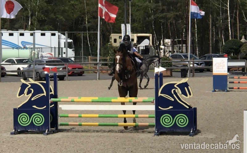 vendido Caballo de salto zangersheide profesor - Zanguersheide