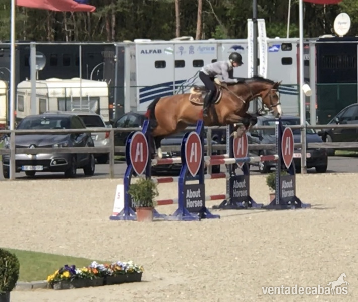 vendido Caballo de salto zangersheide profesor - Caballos Capados