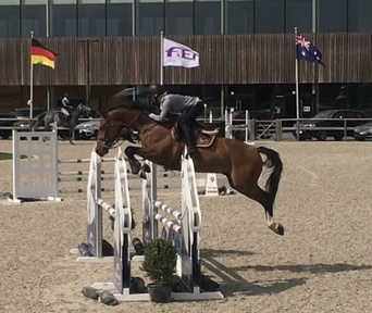vendido Caballo de salto zangersheide profesor