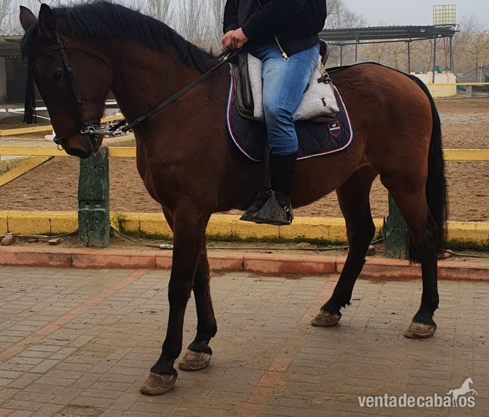 Cruzado {TYPE}