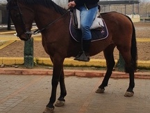 Caballo cruzado 12años