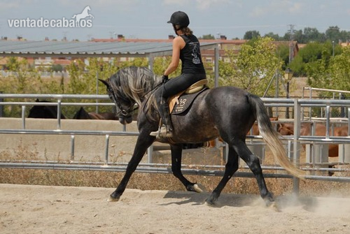 Caballos PRE montados/domados in 