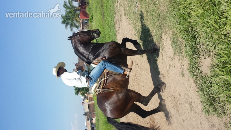 caballo cuafrissian y potranca - Caballos Capados in 