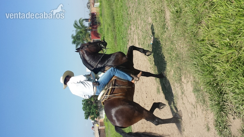 caballo cuafrissian y potranca - Caballos Capados