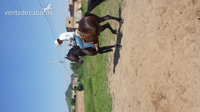 Caballos Capados Frisón - caballo cuafrissian y potranca