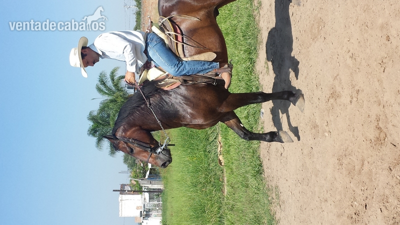caballo cuafrissian y potranca - Caballos Capados Frisón