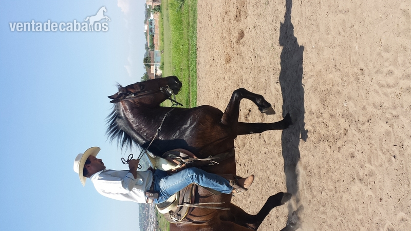 caballo cuafrissian y potranca - Frisón