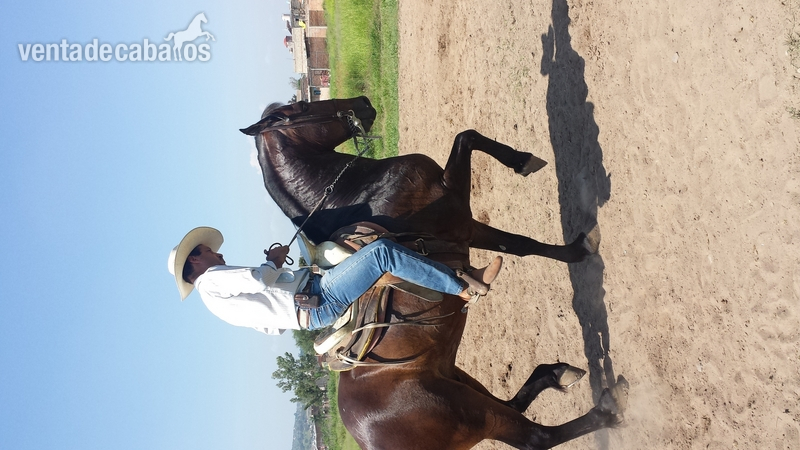 caballo cuafrissian y potranca - Caballos Capados