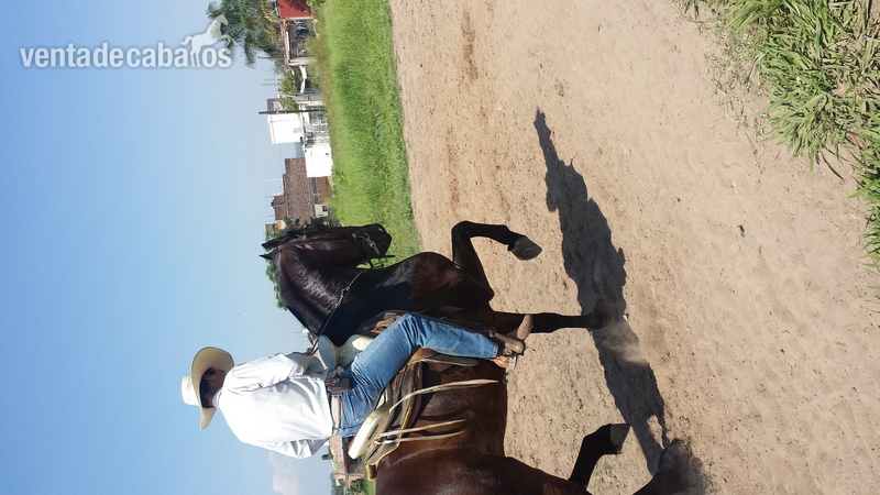 caballo cuafrissian y potranca