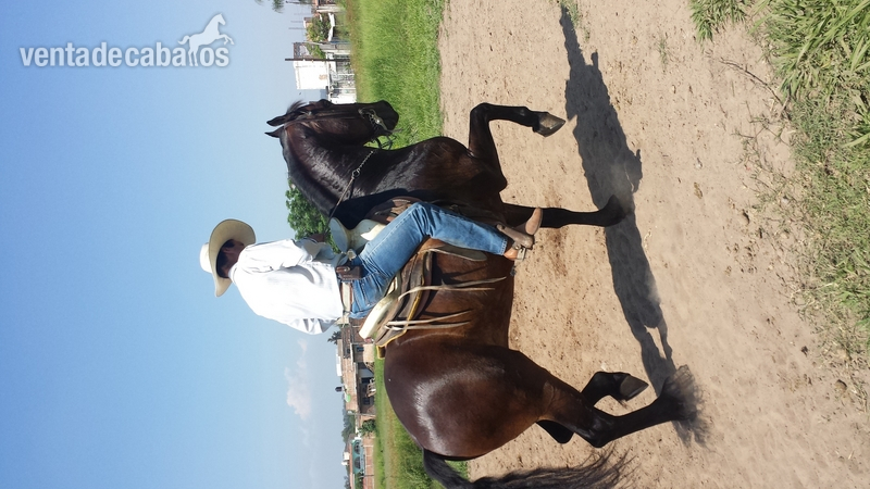  caballo cuafrissian y potranca