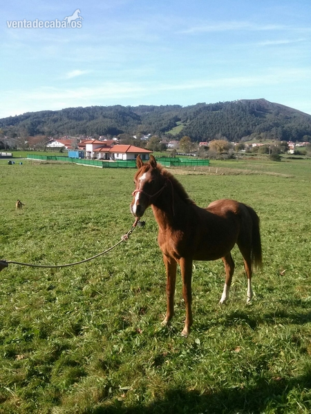 se vende potro pra Rev - Mozart in 