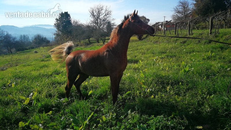 Potro espectacular P.R.A in 