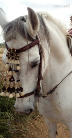 Se vende caballo in 