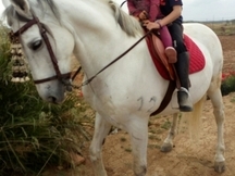 Se vende caballo