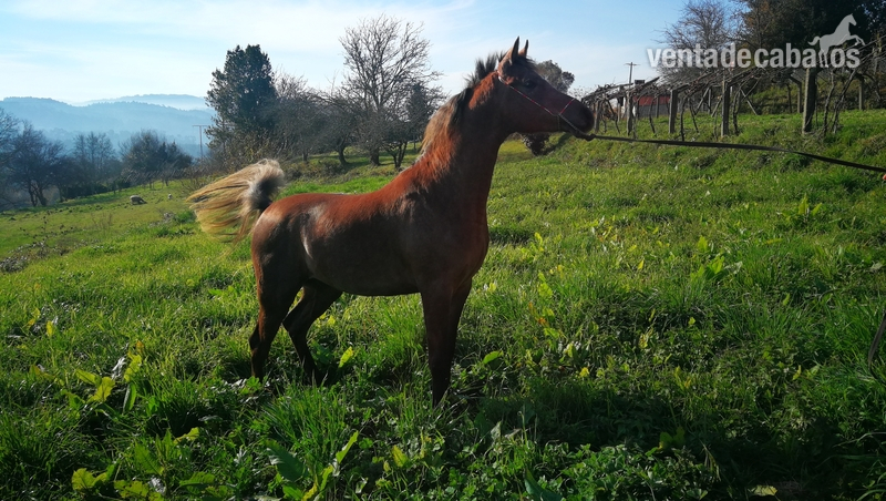Potro espectacular P.R.A in 