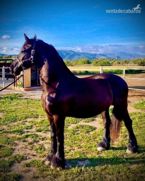 Se vende Frison 10 años in 