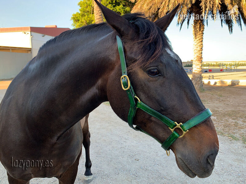 Anatomic leather horse halter Lazypony in 