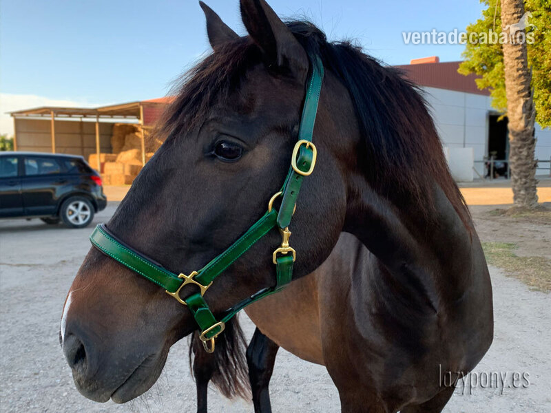 Anatomic leather horse halter Lazypony - Artículos de hípica