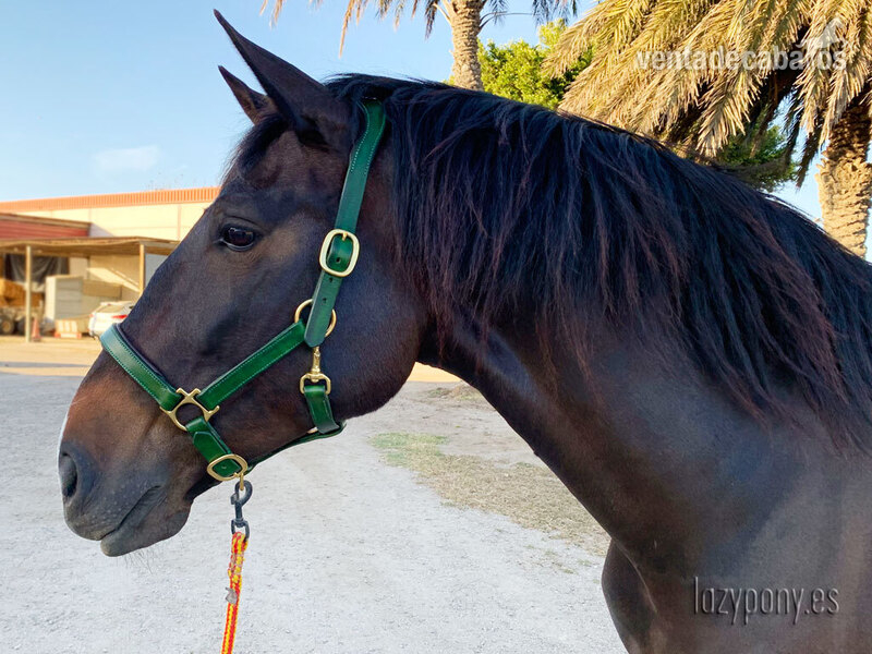 Anatomic leather horse halter Lazypony 