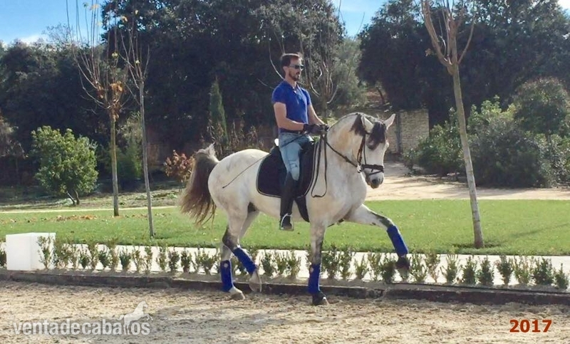 Se vende caballo de Doma Clasica, Pura Raza Lusitano in 
