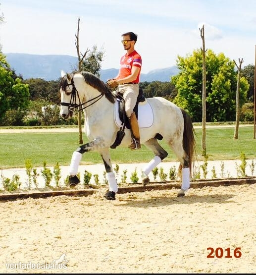 Pura Raza Lusitano