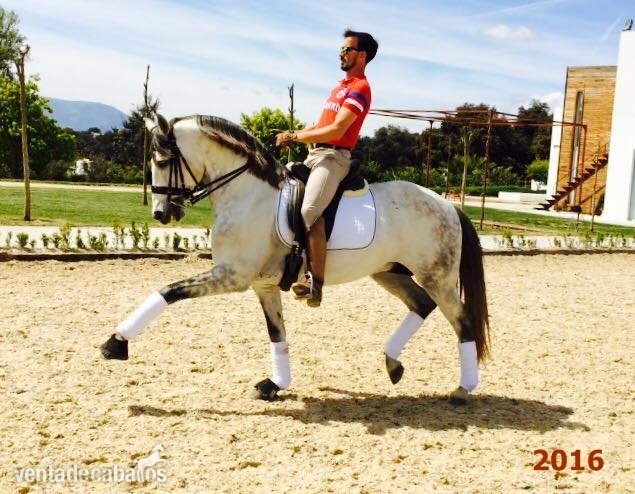 Pura Raza Lusitano {TYPE}