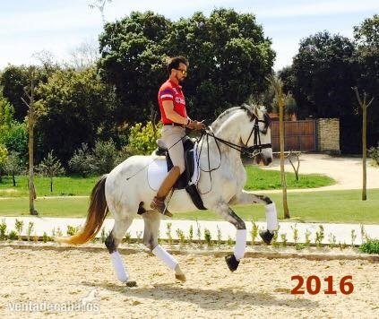 Caballos Enteros Pura Raza Lusitano - Se vende caballo de Doma Clasica, Pura Raza Lusitano