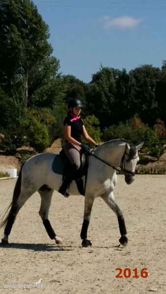 Se vende caballo de Doma Clasica, Pura Raza Lusitano - Caballos Enteros Pura Raza Lusitano