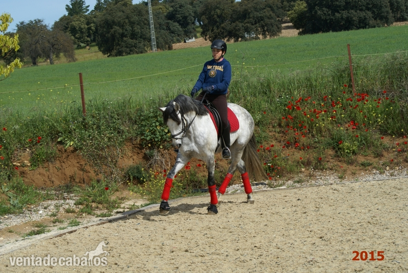 Se vende caballo de Doma Clasica, Pura Raza Lusitano - Pura Raza Lusitano
