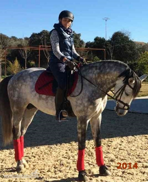 Se vende caballo de Doma Clasica, Pura Raza Lusitano - Caballos Enteros